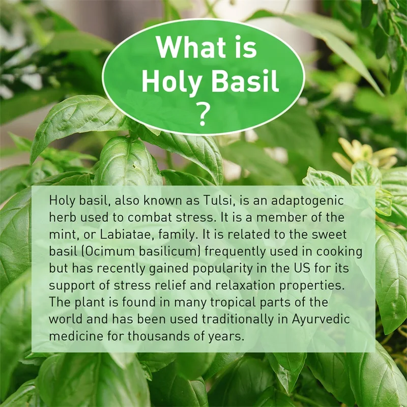 Cápsulas de manjericão sagrado - Tulsi Holy Basil avaliação e preço